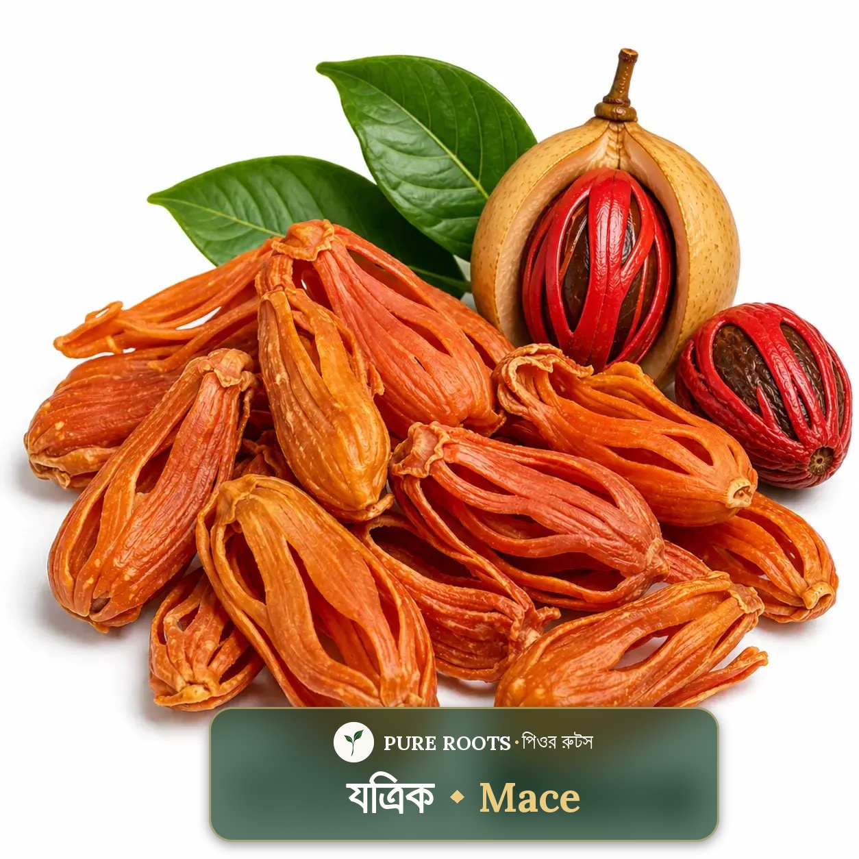 Mace-যাত্রিক