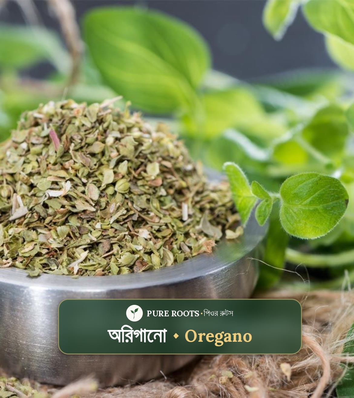 Oregano-ওরেগানো